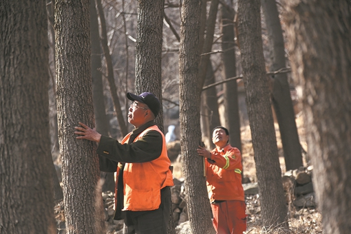 Villager dedicates life to greening mountainside
