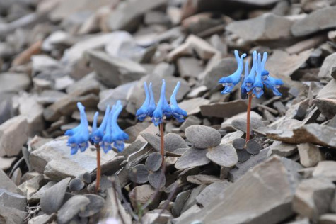 Researchers unveil camouflage in alpine plant