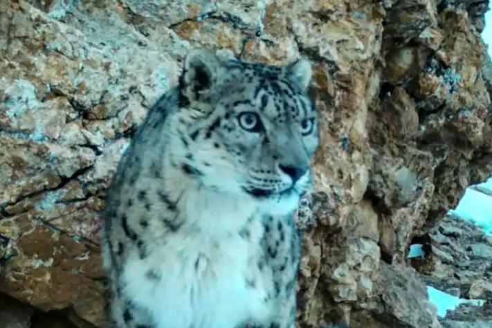 Protections boost snow leopard population in Nagchu
