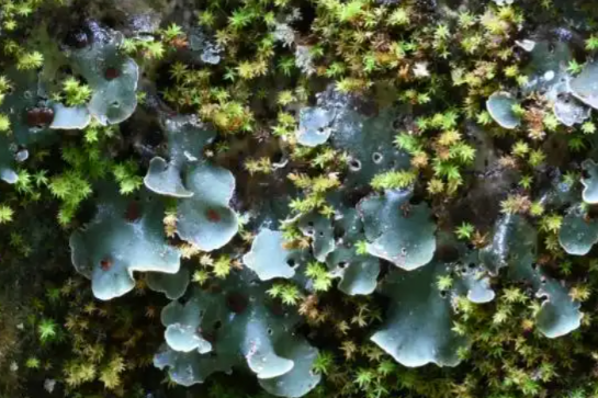 New lichen genus discovered on Qinghai-Tibet Plateau
