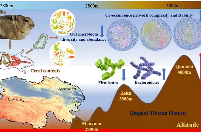 Study reveals microbial adaptation mechanism of plateau animals