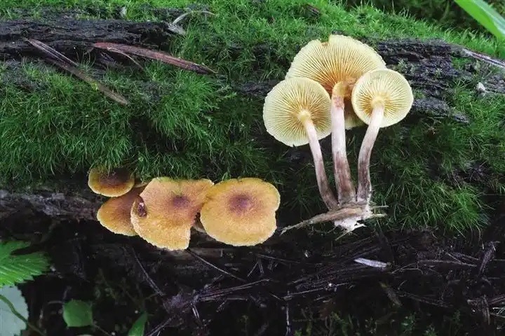 Chinese researchers find new fungal species on Qinghai-Tibet Plateau