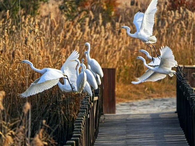 Nantong continues to enhance biodiversity conservation