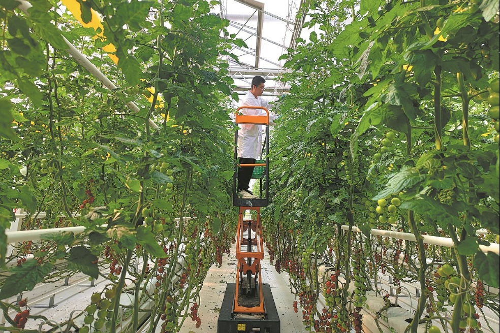 Fresh from farm factory to Beijing plates