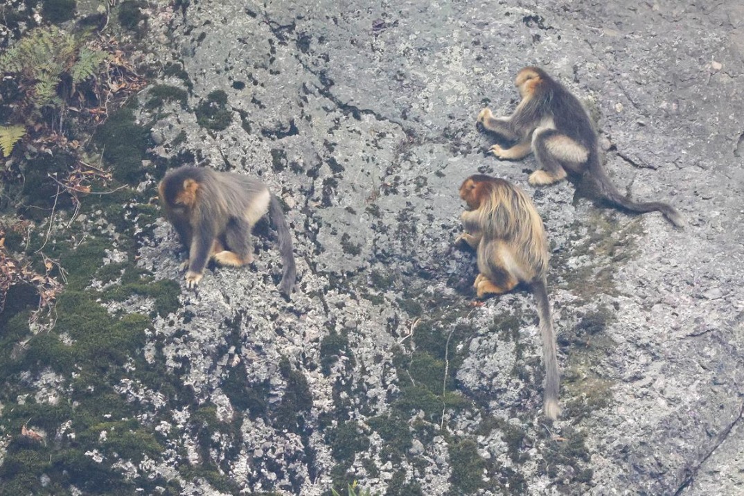 Rare Chinese monkeys spotted scaling cliffs in Hubei