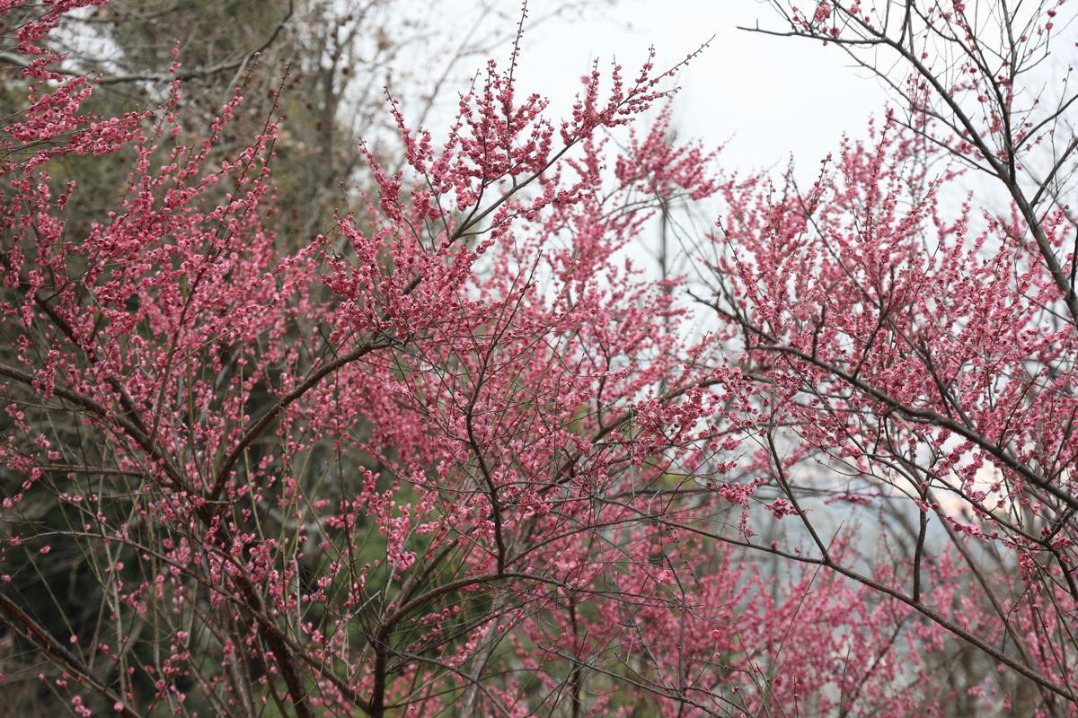 Changsha's Yuelu Mountain blooms with plum blossoms