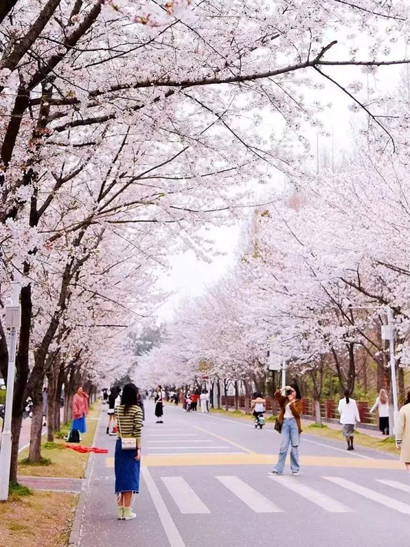光谷樱花2_副本.jpg