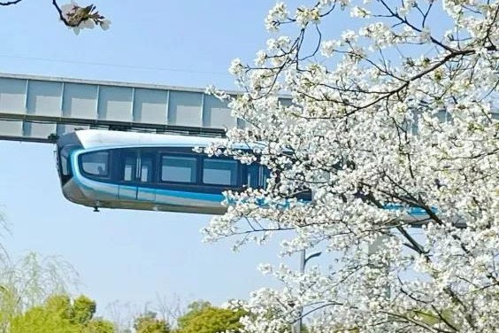 Invitation to view OVC's cherry blossoms