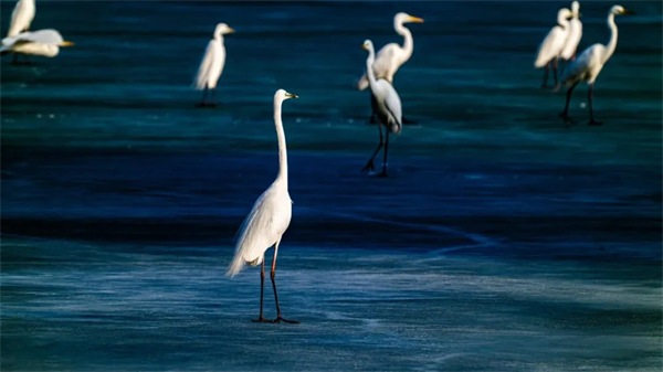 Migratory birds return to Ordos