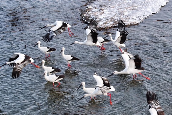 Photographer captures return of Oriental white storks in Harbin