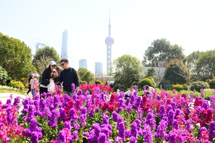 A sea of blossoms on Shanghai's North Bund