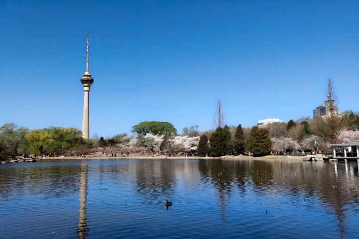 Beijing's early cherry blossoms in full bloom