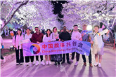 Why global travelers choose Wuxi for cherry blossom pilgrimage