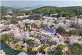 Wuxi sows seeds of friendship as cherry blossom event begins