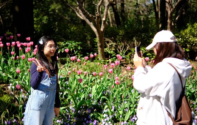 Tulip exhibition begins at Seyuan Garden