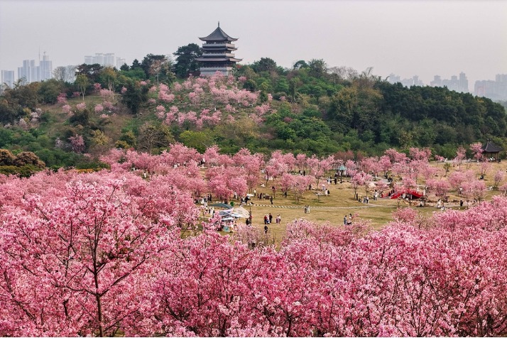 Aerial view of over 6,000 cherry blossoms in full bloom in Nanning