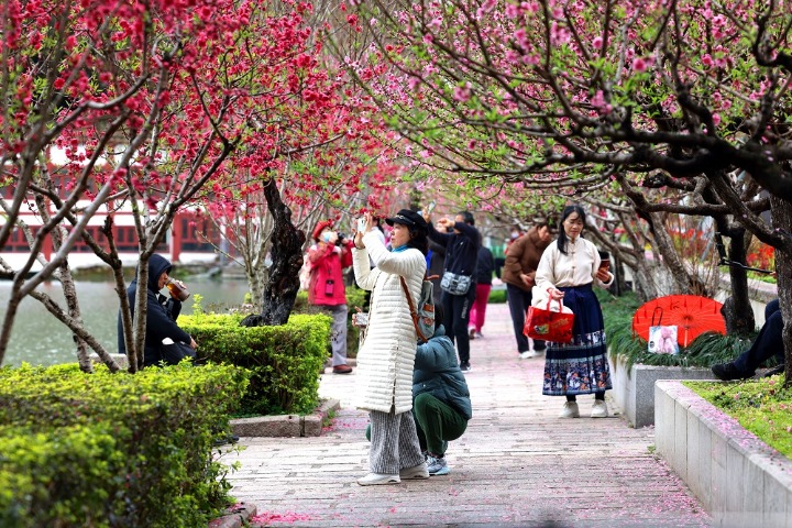 Peach blossoms in full bloom at Fuzhou park