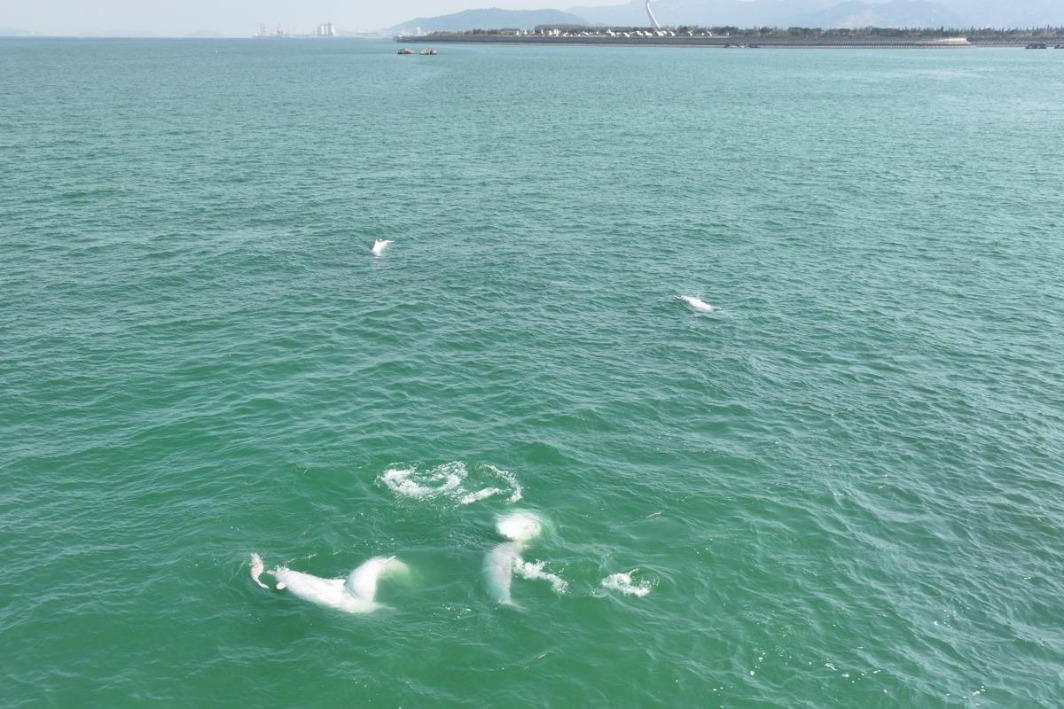 Chinese white dolphins frolic in Zhangzhou waters