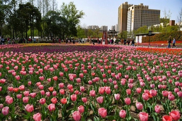 Spring spectacle: Tulip blooms at Xingqing Palace Park