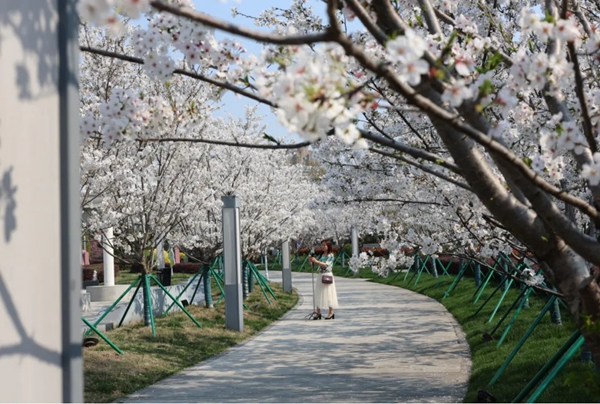 Discover spring blossoms in Hongqiao