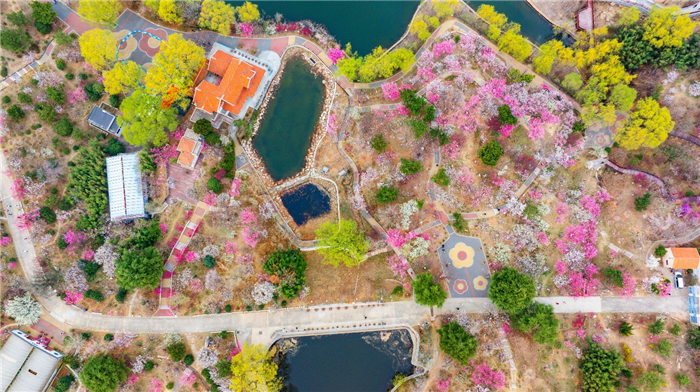 Plum blossoms enter peak bloom season at Qingdao's Meiyuan Garden
