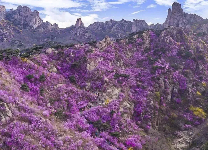 Qingdao prepares for blossoming Qingming Festival