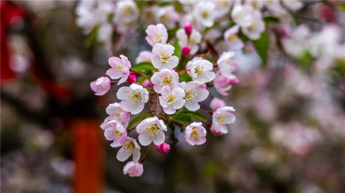 A day in blossoming spring of Tai'an