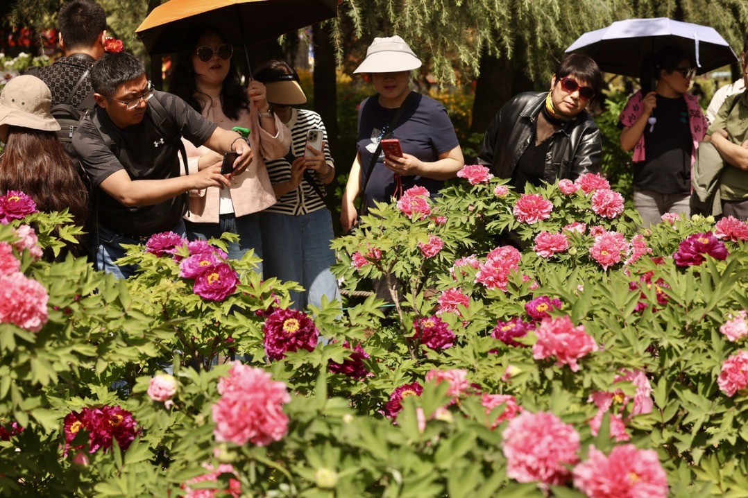 Visitors admire Chinese peonies in Luoyang