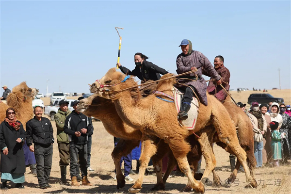 First camel culture event held in Ereenhot   