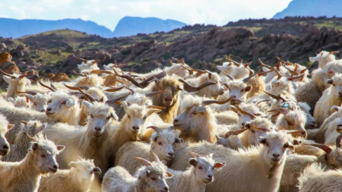 Ordos cashmere receives award from Loro Piana