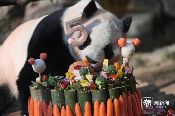 Giant panda Chunsheng celebrates 5th birthday at Hangzhou Zoo