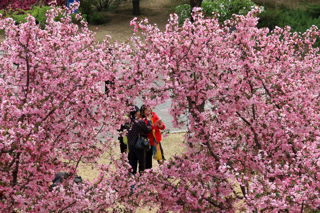 Spring blossoms draw crowds in Beijing