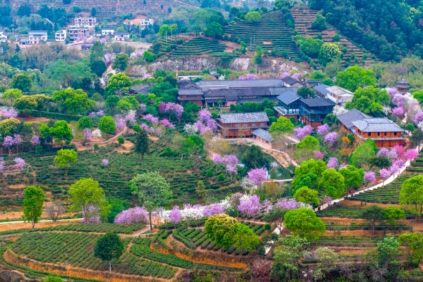 A picture-perfect spring in the tea gardens