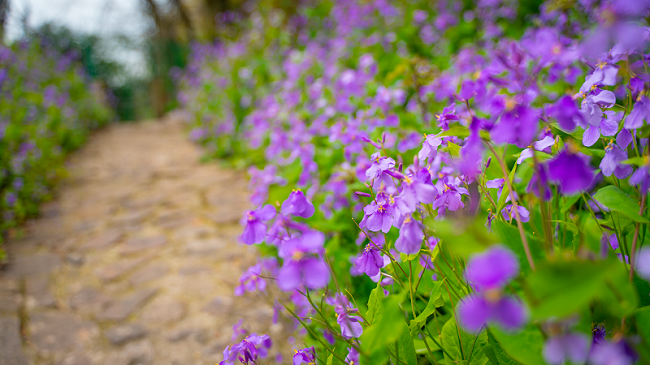 Head to Junshan Mountain to admire spring blossoms