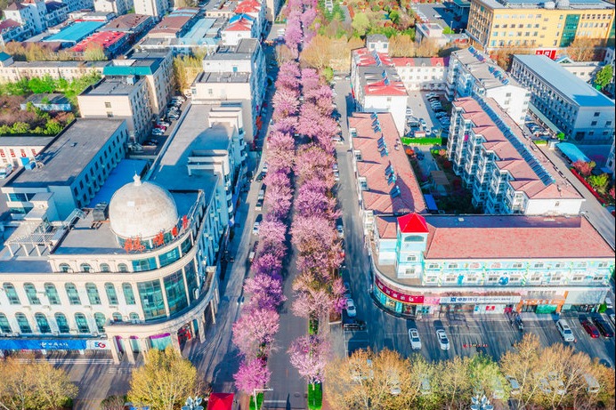 Cherry blossom festival blooms in Hebi