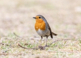 Rare European Robin spotted in Taiyuan's Yingze Park