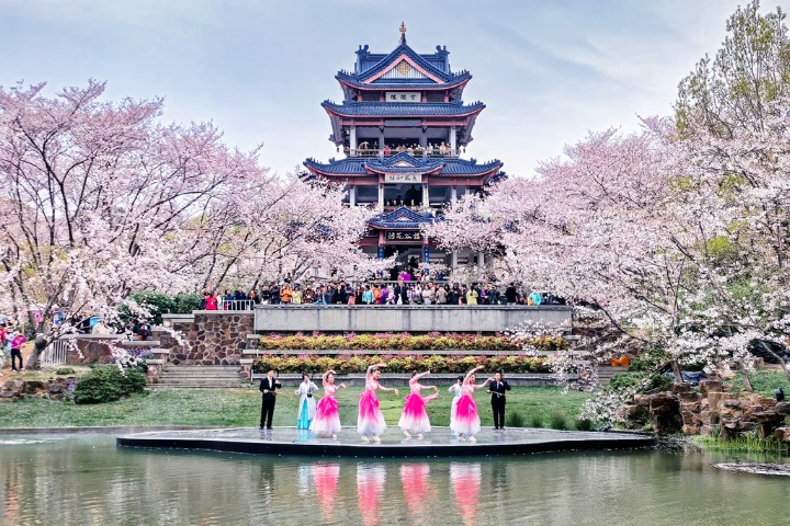 Cherry Blossoms In Full Bloom At Yuantouzhu Scenic Area In Wuxi Www 