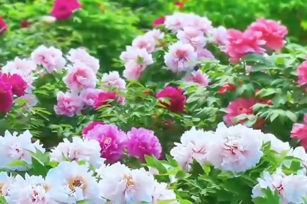 Heze welcomes visitors through peony feasts
