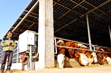 Green growth in Gansu: Maximizing benefits through pasture-photovoltaic integration