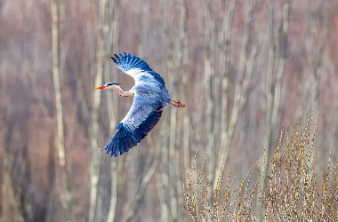 Grey herons return to Kangle