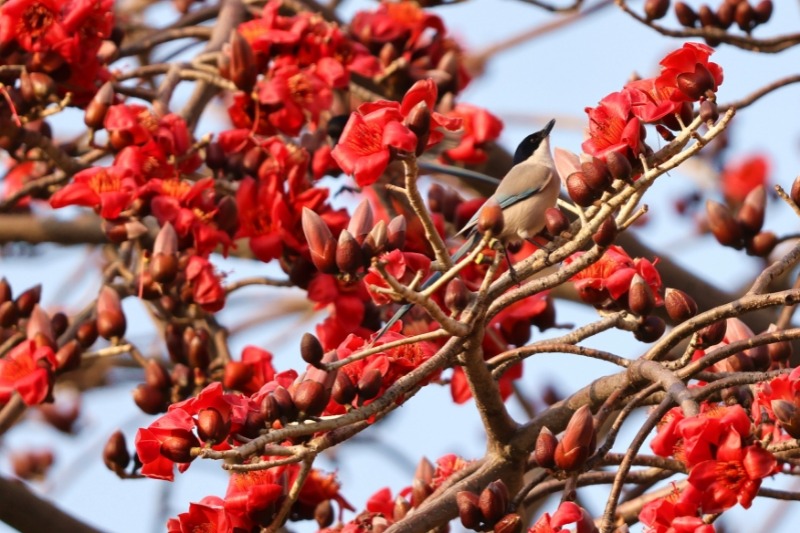 Xiamen's kapok trees blaze with spring color