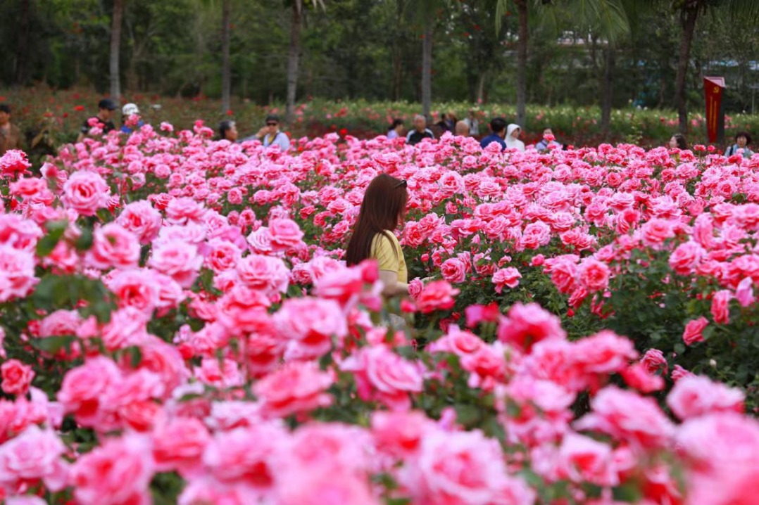 Sanya blooms with romance at rose festival