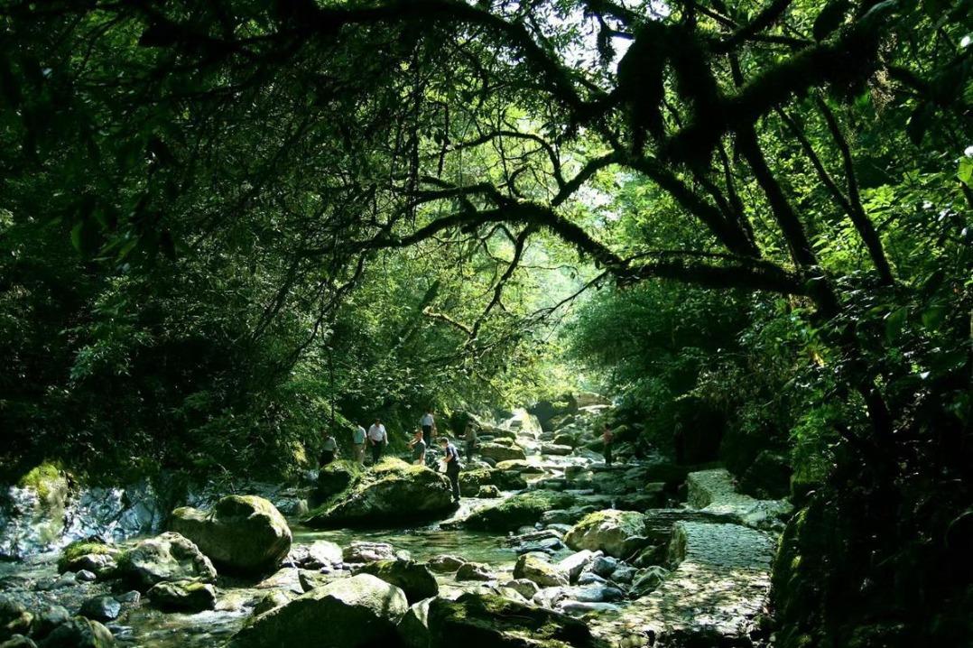 Rare endangered plants reintroduced to Hubei nature reserve