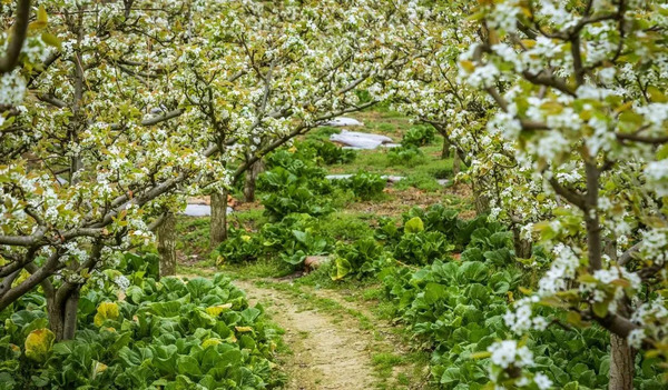 Spring blooms in full swing across Guiyang