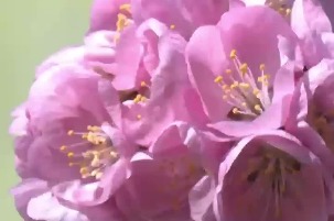 Hear about the story of China’s development in springtime