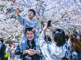 Cherry blossoms in Qingdao showcase spring splendor