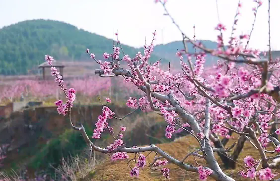 Spring blossoms in Tai'an during Qingming Festival