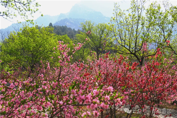 Enchanting spring symphony at Taishan Mountain