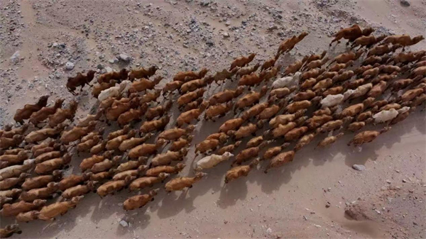 Bayannuur red camels cross Yinshan Mountains in celebration of culture and heritage   