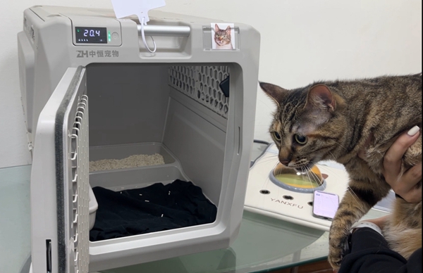 Cat becomes 1st pet to complete high-speed train travel from Shanghai to Nanjing